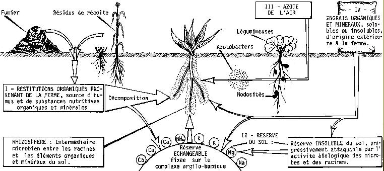 les bases de la production vgtale, le cercle biologique dans le sol