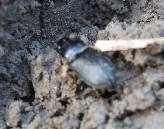 les arthropodes : un auxiliaire pour la chasse aux prdateurs